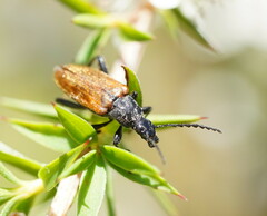 Lepturidea deplanchei