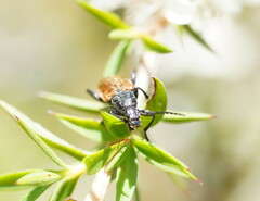 Lepturidea deplanchei