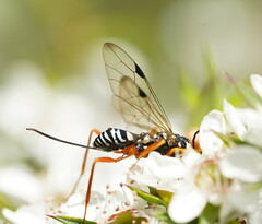 Aulacidae