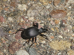 Scaphinotus punctatus