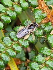 Leioproctus fulvescens