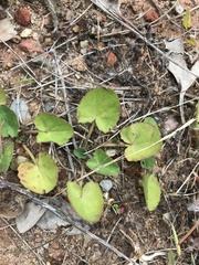 Centella cordifolia