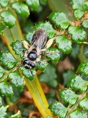 Leioproctus fulvescens