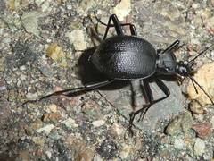 Scaphinotus punctatus