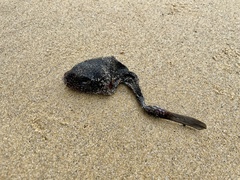 Arothron firmamentum