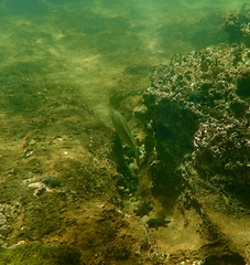 Acanthopagrus butcheri