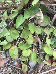 Centella cordifolia