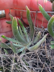 Dudleya attenuata