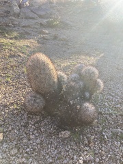 Escobaria alversonii