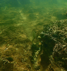 Acanthopagrus butcheri