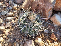 Ferocactus viridescens