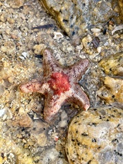 Aquilonastra batheri