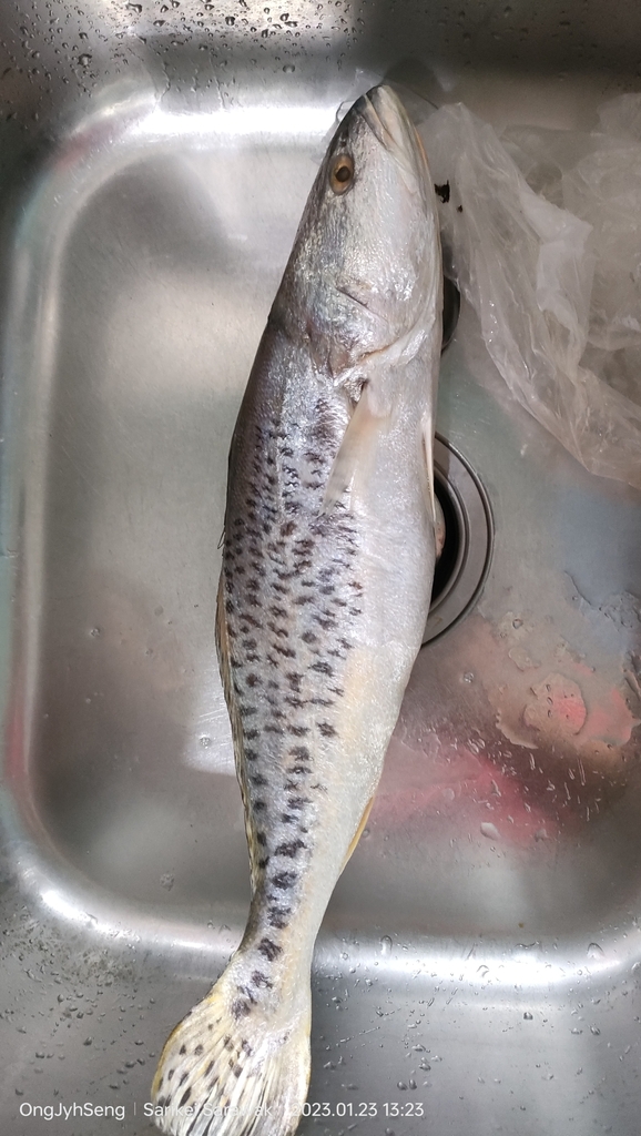 Blotched Tiger-Toothed Croaker