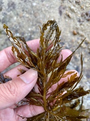 Sargassum horneri