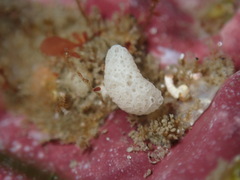 Calcarea