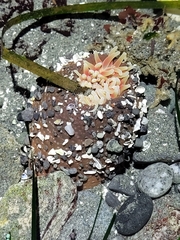 Urticina clandestina