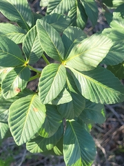Aesculus parryi