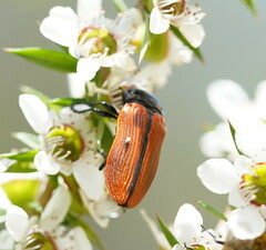 Castiarina rufipennis