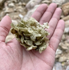 Hemifusus tuba