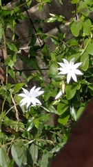 Jasminum nervosum