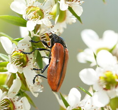 Castiarina rufipennis