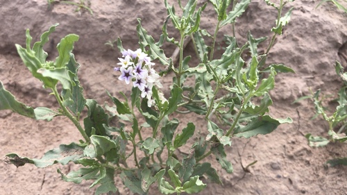 Green-eyed Heliotrope (Heliotropium glabriusculum)