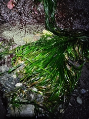 Phyllospadix scouleri