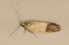Merocroca automima