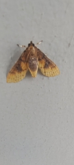 Margaroniini