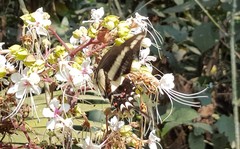 Heraclides hectorides