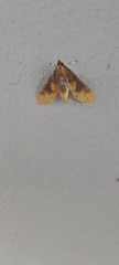 Margaroniini