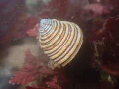 Calliostoma canaliculatum