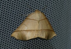 Systatica xanthastis