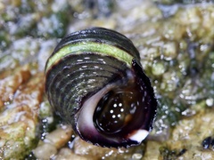 Littorina brevicula