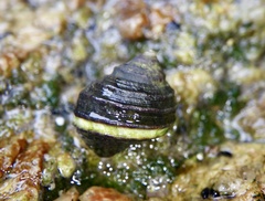 Littorina brevicula