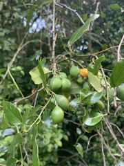 Passiflora tetrandra