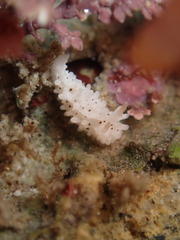 Aegires albopunctatus