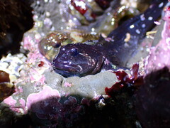 Clinocottus recalvus