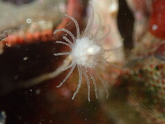 Ectopleura