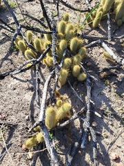 Bergerocactus emoryi
