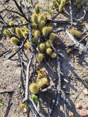 Bergerocactus emoryi