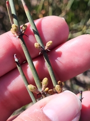 Ephedra californica