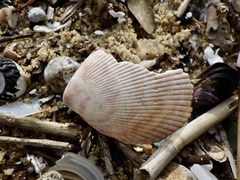 Acrosterigma maculosum