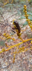 Jalmenus evagoras