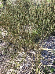 Ephedra californica