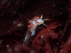Coryphella trilineata