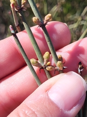 Ephedra californica