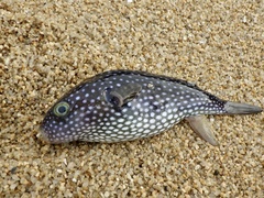 Arothron firmamentum