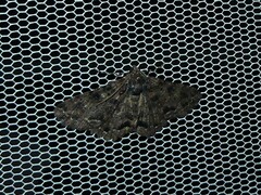 Paradromulia ambigua