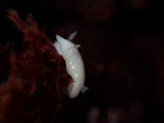 Cadlina flavomaculata